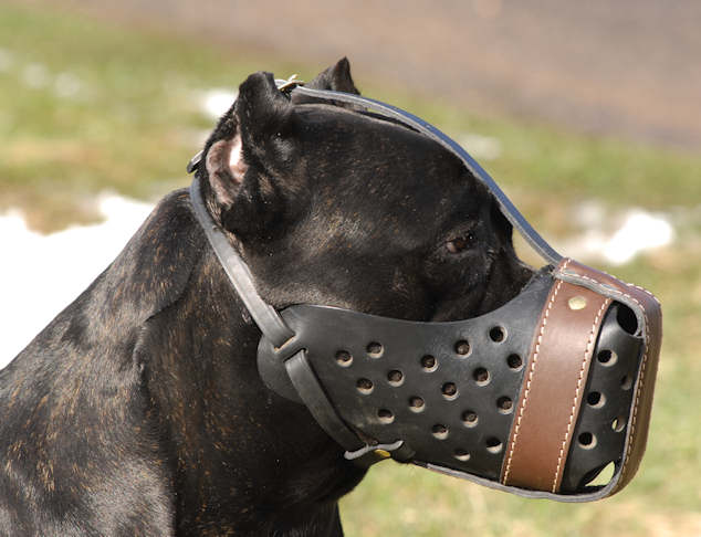 Maulkorb Leder für Cane Corso, Stossmaulkorb Dondi - zum Schließen ins Bild klicken